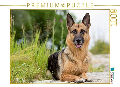 CALVENDO Puzzle Laska | 1000 Teile Lege-Größe 64 x 48 cm Foto-Puzzle für glückliche Stunden