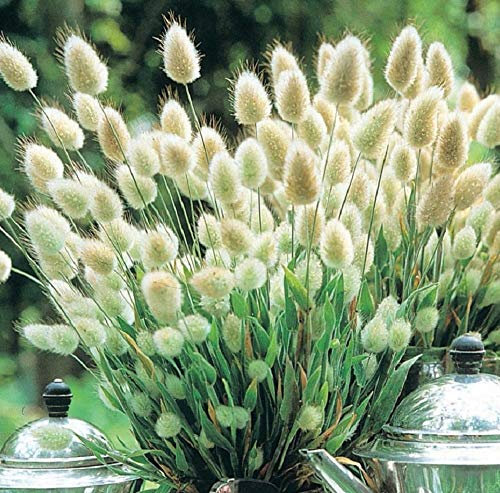 PREMIER SEEDS DIRECT - Ornamental Grass - LAGURUS OVATUS - Bunny Tails - 0.65 GRAM ~ Approx 1300 Seeds