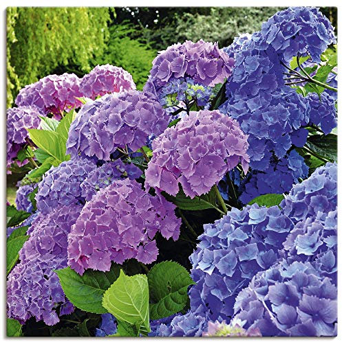 ARTland Leinwandbilder Wandbild Bild auf Leinwand 30x30 cm Hortensien Botanik Blumen Blüten Garten Natur Pflanze T4QJ