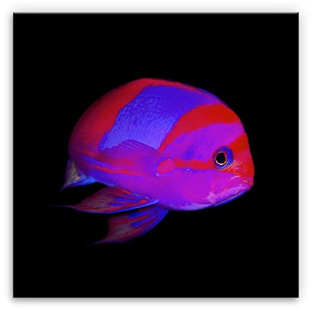 Kunstbruder Fisch - Neon (div. Grössen) 3D 4cm - Kunstdruck Leinwandbild 140x140cm