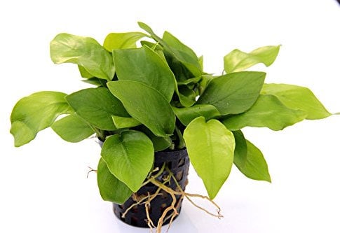 Dennerle-Plants Anubias Nana Gold