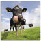 ARTLAND Wanddeko Leinwand Bilder Wandbild 40x40 cm Kuh Tiere Zunge Lustig Süß Landhaus Bauernhof T5WJ