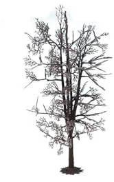 NOCH Baumrohling „Linde“, individuell gestaltbarer Modellbaum für kreative DIYs, 18,5 cm, passt zu Spur 0, H0, TT, N, Farbig