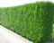 Müller Münchehof GmbH Thuja Atrovirens im Topf/Container Größe 125 bis 150 cm