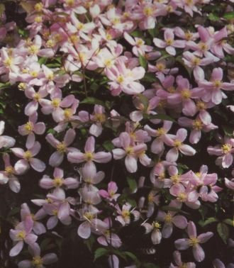 Waldrebe 'Rubens' - Clematis 'Rubens' 60-100 cm, ab 2 Triebe
