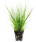 Autre Marque Eleocharis acicularis - Plante d'aquarium