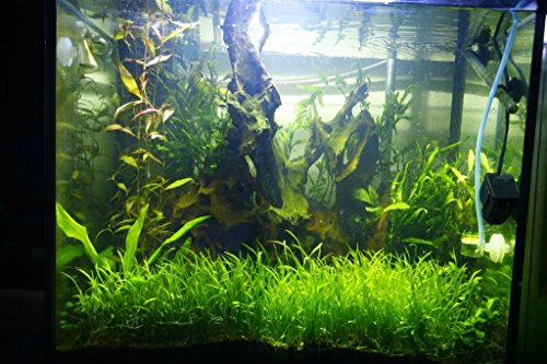 Tropica Lilaeopsis brasiliensis Aquarium Plant Pot