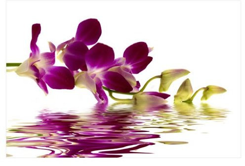Apalis Fensterbild Pink Orchid Waters Orchideen Wasser Spiegel Blüten Blumen Fenstersticker Fensterfolie Fensteraufkleber Fenstertattoo Glas-Sticker Fensterdeko Fensterdekoration Größe: 108cm x 162cm