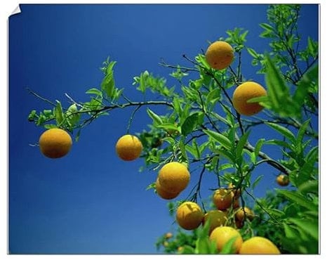 robertharding 10x8 Print of Orange tree, Valencia, Spain, Europe (3651356)