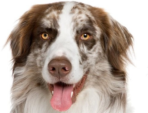 Fenstersticker No.275 5 Freunde Tiere Hunde Kopf Hunderasse Haustier Fenstersticker Fensterfolie Fenstertattoo Fensterbild Fenster-Deko Fensteraufkleber Fensterdekoration Glas-Sticker Größe: 15cm x 70cm