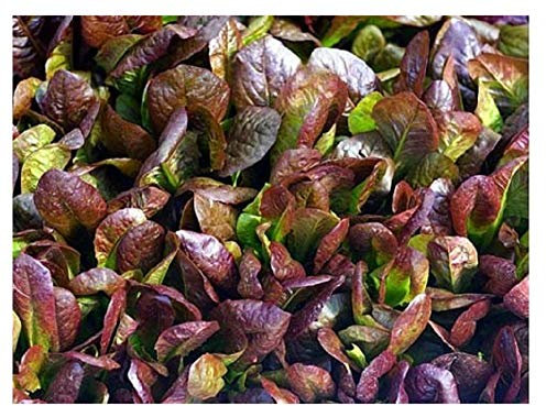 Cimmaron Romaine graines de laitue * 200 graines/Condit. * Heirloom * Charme Couleur rouge profond *