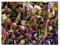 Cimmaron Romaine graines de laitue * 200 graines/Condit. * Heirloom * Charme Couleur rouge profond *
