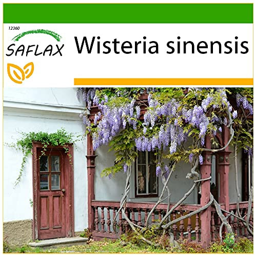 SAFLAX - Blauregen - 4 Samen - Mit keimfreiem Anzuchtsubstrat - Wisteria sinensis