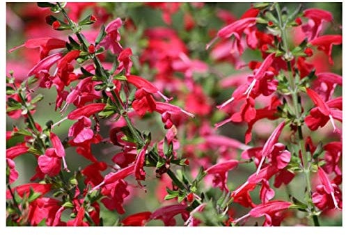 PREMIER SEEDS DIRECT SALVIA - Scarlet SAGE - COCCINEA - 675 Finest Seeds