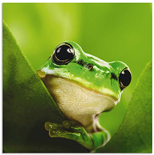 ARTland Wanddeko Wandbild Alu Verbundplatte für Innen & Outdoor Bild Frosch Tiere Pflanze Natur Süß Lustig T5VH