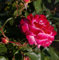 Baumschule Pflanzenvielfalt Edelrose Camille Pissarro® - Rosa Camille Pissarro® - Maler-Rose - rot-rosa-weiß-gelb - Duft+++