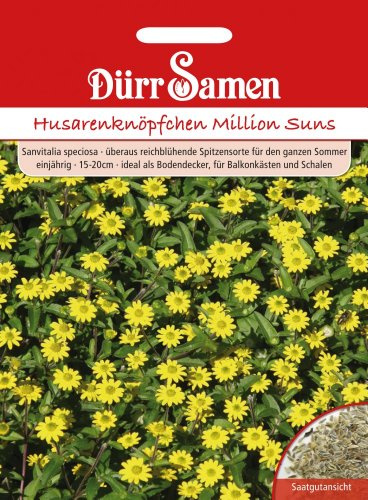 Dürr-Samen - Husarenknöpfchen Million Suns einjährig 15-20 cm Saatgut