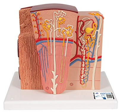 3B Scientific Menschliche Anatomie - MICROanatomy™ Niere + kostenlose Anatomie App - 3B Smart Anatomy