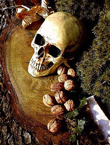 Antikas - Schädel, anatomisch lebensecht, Totenkopf, Totenschädel + Unterkiefer, Gothik