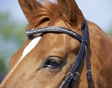 BUSSE Kandare GLAMOUR, Warmblut, schwarz/Ringe-Lack