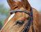 BUSSE Kandare GLAMOUR, Warmblut, schwarz/Ringe-Lack