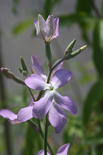 Giroflée odorante (Graines)