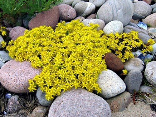 Sedum acre de oro de la alfombra, la uva de gato amarillo de tierra cubierta de la flor Semillas 500 semillas