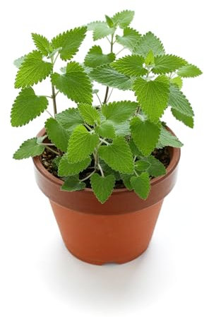 500 semillas Catnip Nepeta cataria por semillas RDR