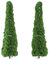 Riesen Lebensbaum - 100 Samen - Thuja plicata - Western Red Cedar
