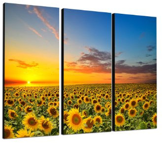 Sonnenblumen Feld 3x40x90cm dreiteiliges Wandbild auf Leinwand und Keilrahmen fertig zum aufhängen - Unsere Bilder auf Leinwand bestechen durch ihre ungewöhnlichen Formate und den extrem detaillierten Druck aus bis zu 100 Megapixel hoch aufgelösten Fotos.