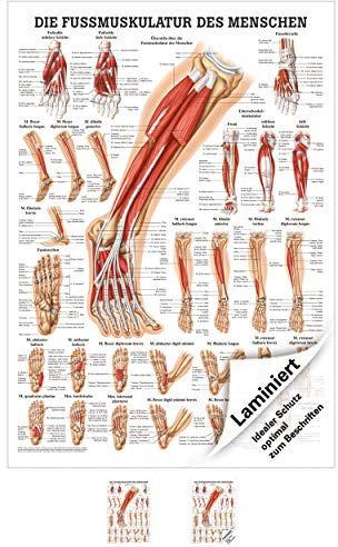 Sport-Tec Die Fußmuskulatur Mini-Poster Anatomie 34x24 cm medizinische Lehrmittel