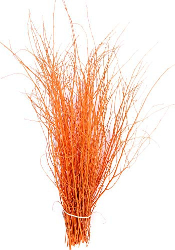 Decorative Coloured Birch Twigs and branches Pumpkin Orange - 90cm's - 25 Stems