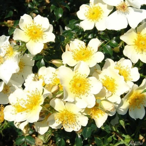 Zwergrose 'Sonnenröschen®' - ADR-Rose