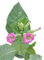 10.000+ Tabak Samen - Echter Rauchtabak *Nicotiana tabacum* *Großpackung*