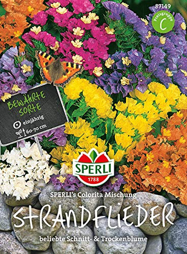 Strandflieder, SPERLING’s Colorita Mischung