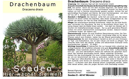 Seedeo® Drachenbaum (Dracaena draco) 6 Samen