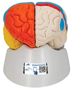 3B Scientific Menschliche Anatomie - Hirnfunktionen-Modell, 8-teilig + kostenlose Anatomie App - 3B Smart Anatomy