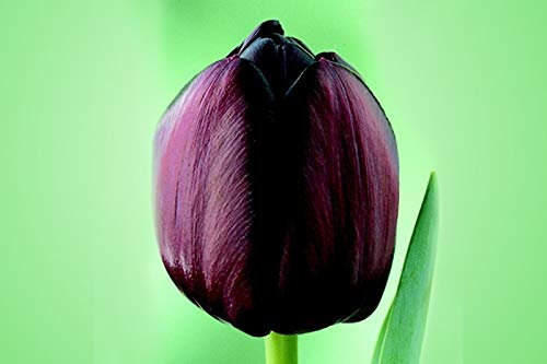 Tulpenzwiebeln Queen of the Night, Schwarz, 25 Stück