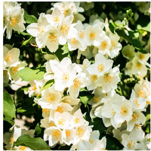 3 Philadelphus 'Lemoinei' Plants/Mock Orange 'Lemoinei' in 2L Pots 3fatpigs®
