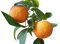 ★ ★ Winterharter Orangenbaum ★ ★ 5 Samen ''poncirus trifoliata'' -Bitterorange- ★★ -25°C ★★