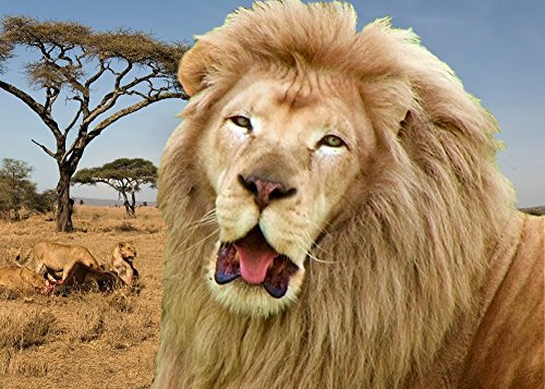 Edition Colibri Lentikular-Karte mit Wechselbild nr.10196 / Wackelbild (Flip) Löwen: MÜDER LÖWE GÄHNT