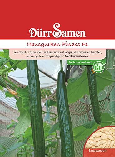 Gurken (Hausgurken Pindos)