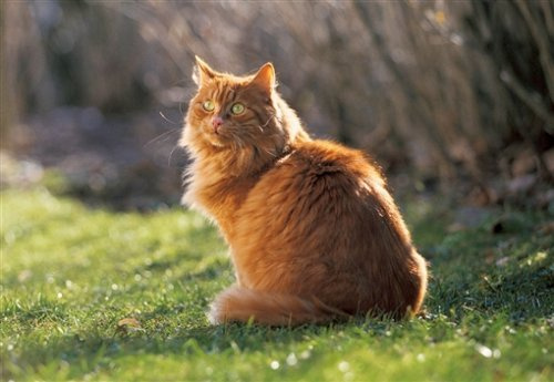 Schmidt Spiele - Edition Boiselle, Verträumter Kater, 1000 Teile Puzzle
