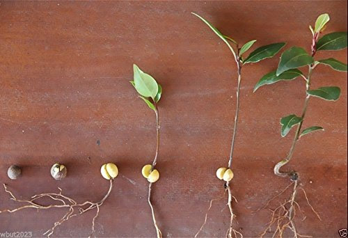 25 Semillas - Semilla de plantas hoja de laurel aKa bahía dulce, laurel, True Laurell, Laurus nobilis
