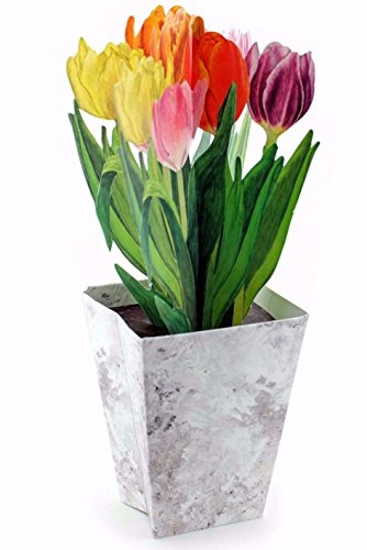 3D Pop-Up-Karte Krokusse Frühlingsgruß – Gefaltete Karte mit hübschen Krokusmotiven, Grüßkarte Frühlingszeit