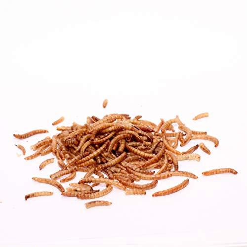 5 kg de vers de farine séchés pour oiseaux sauvages