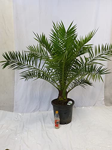 [Palmenlager] - XL Phoenix canariensis -kanarische Dattelpalme - 170 cm - dicker Stamm // Indoor + Outdoor