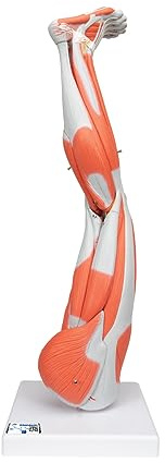 3B Scientific Menschliche Anatomie - Beinmuskel Modell, 9-teilig + kostenlose Anatomie App - 3B Smart Anatomy