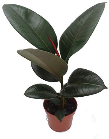 Rubber Plant Ficus Robusta in a 12cm House Plant