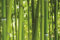 1art1 Bambous Sticker Mural Forêt De Bambou Poster Papier Peint Autocollant 180x120 cm